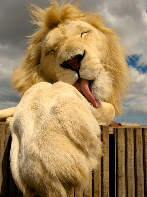 lions cute