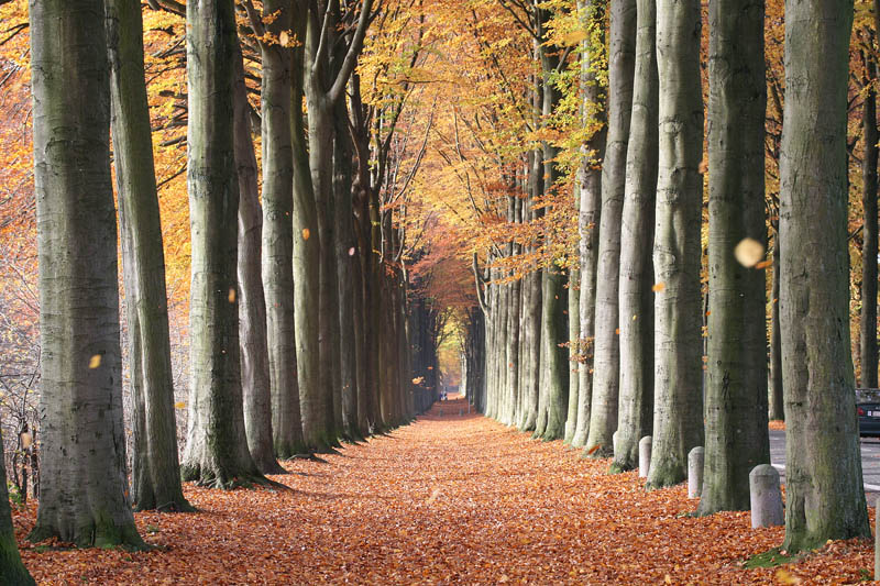 European Beech Trees of Mariemont, Belgium