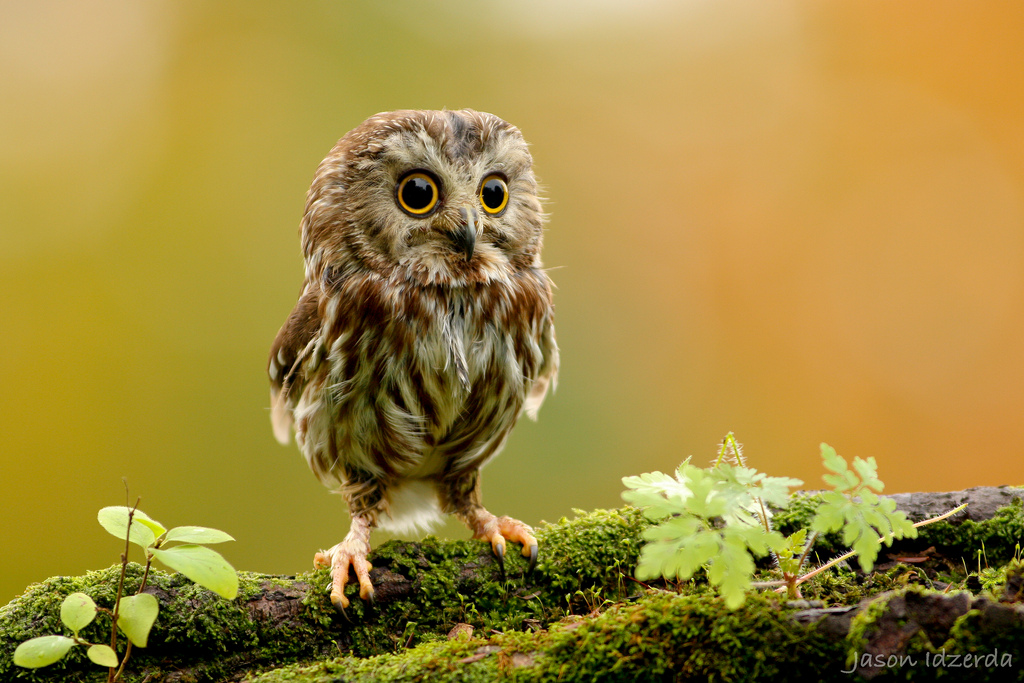 The Miniature Northern Saw-whet Owl