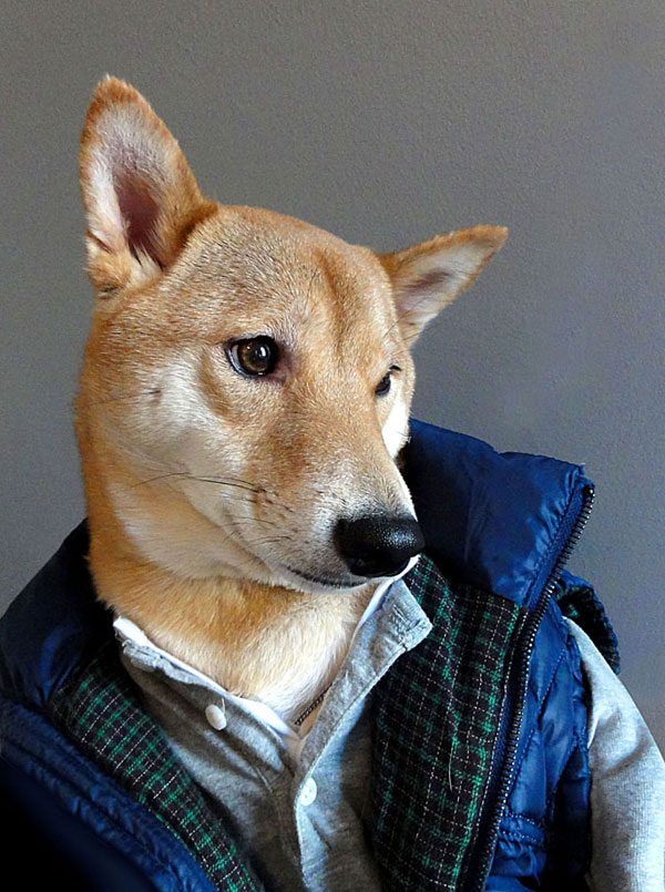 Bodhi, the World's Best Dressed Dog