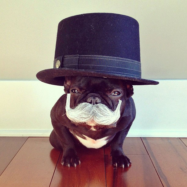 The Most Stylish French Bulldog on Instagram