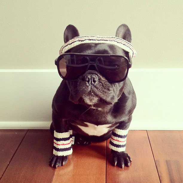 The Most Stylish French Bulldog on Instagram