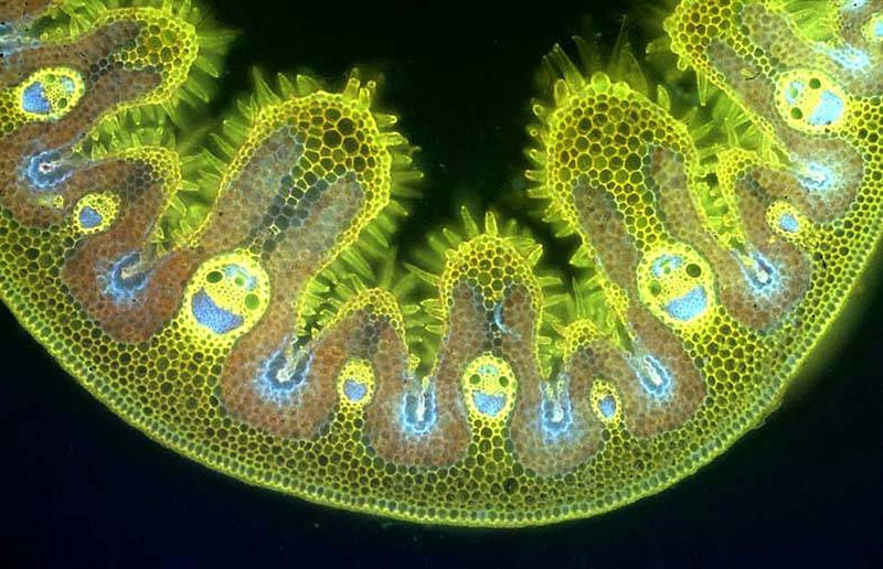 microscopic images of grass