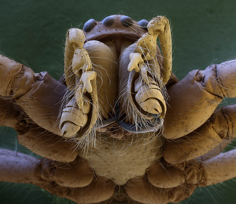 Spiders Head 50x magnification