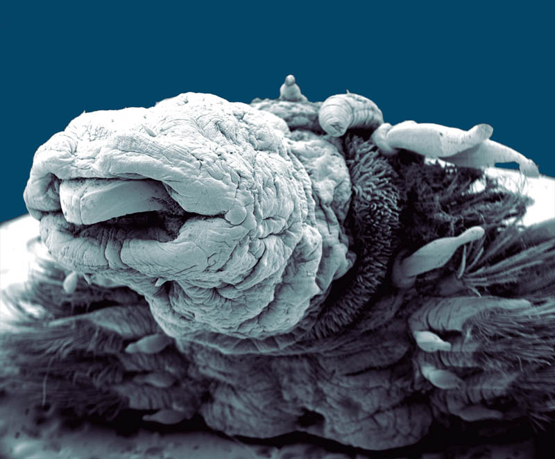 Hydrothermal Worm 57x magnification