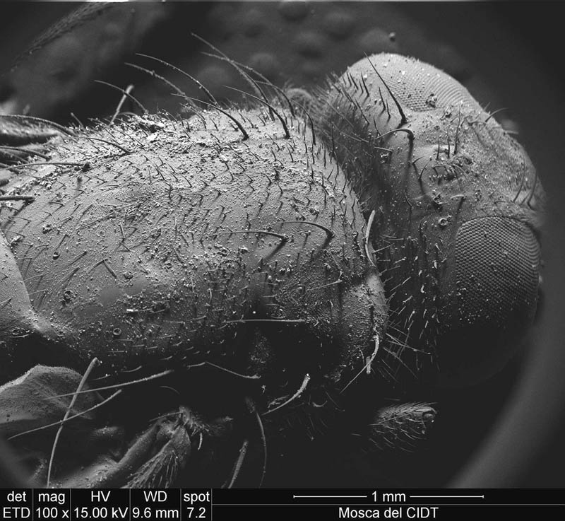Fly 100x magnification