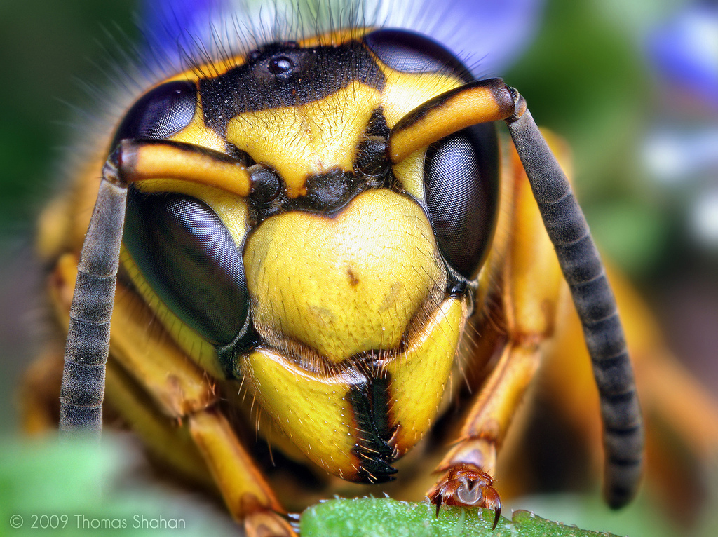Face of a Southern Yellowjacket Queen