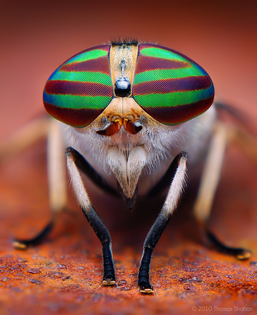 Female Striped Horse Fly