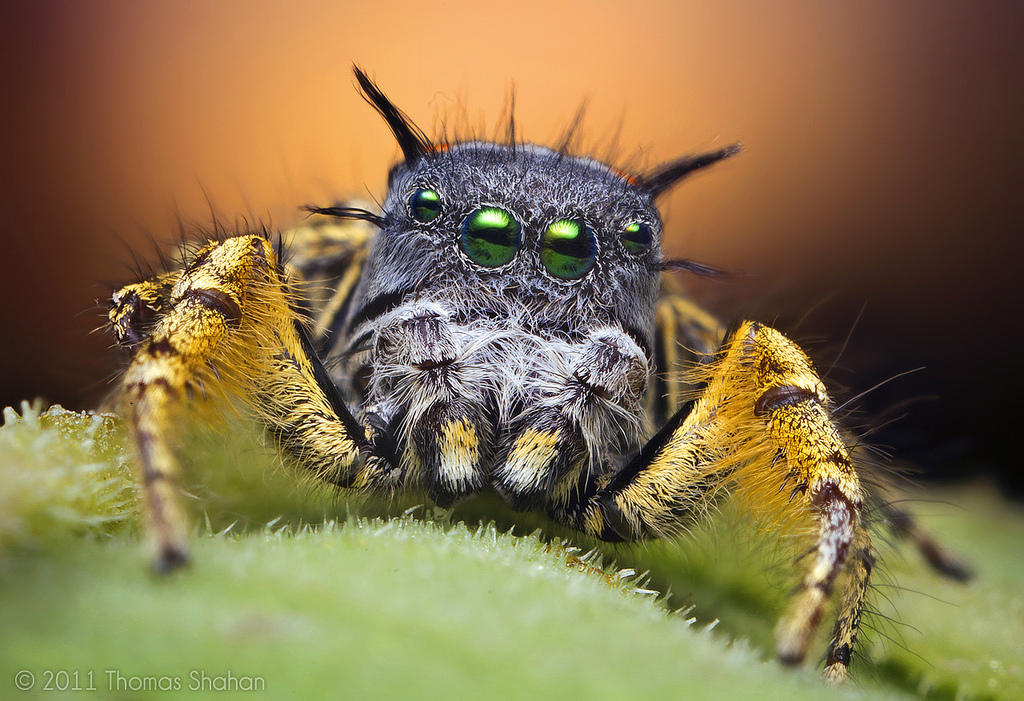 Adult Male Jumping Spider