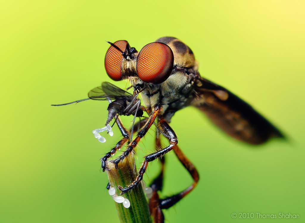 Robber Fly with Prey