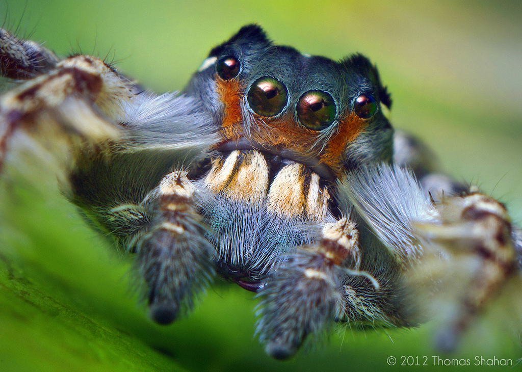 Adult Male Phidippus Jumping Spider