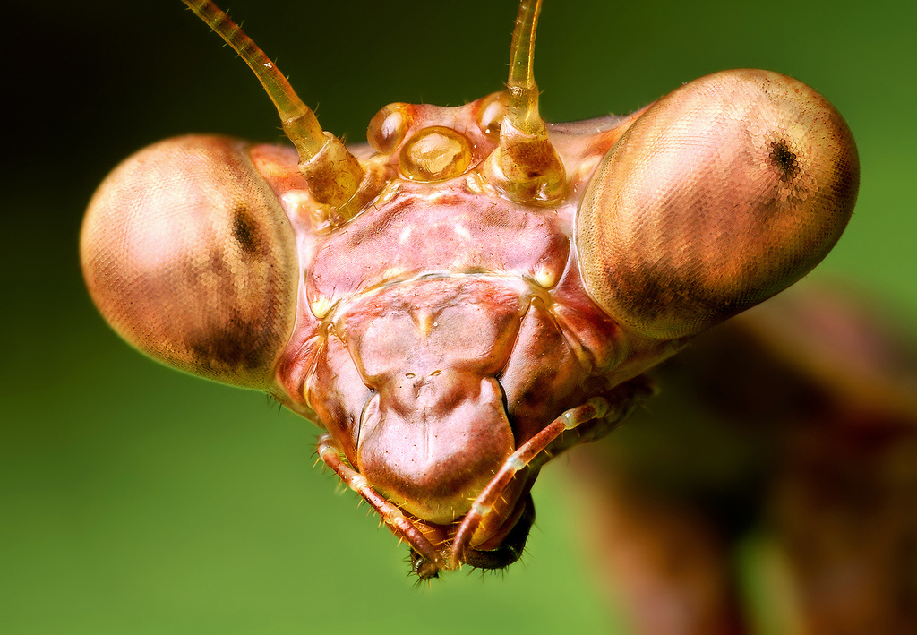 Male Praying Mantis Head