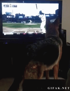 Note to self: do not let dog watch baseball