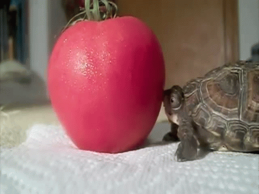 Tortoise torture