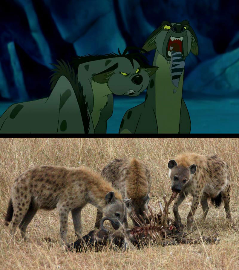 The Lion King vs A Real Life Safari
