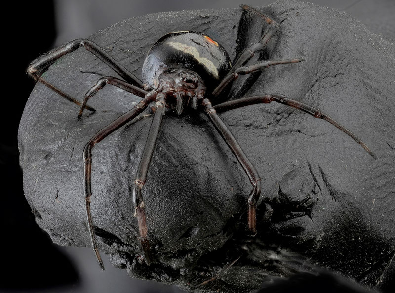 Female Northern Black Widow Spider