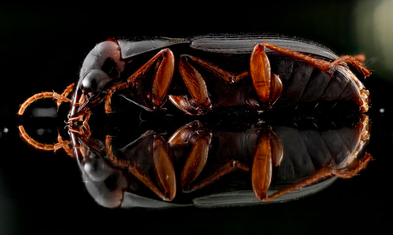Beetle on glass