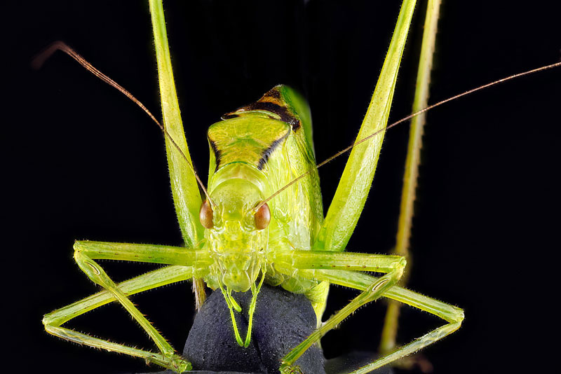Oblong-winged katydid