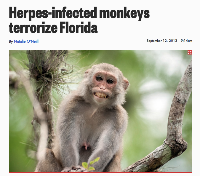 Happy Herpes Monkey!