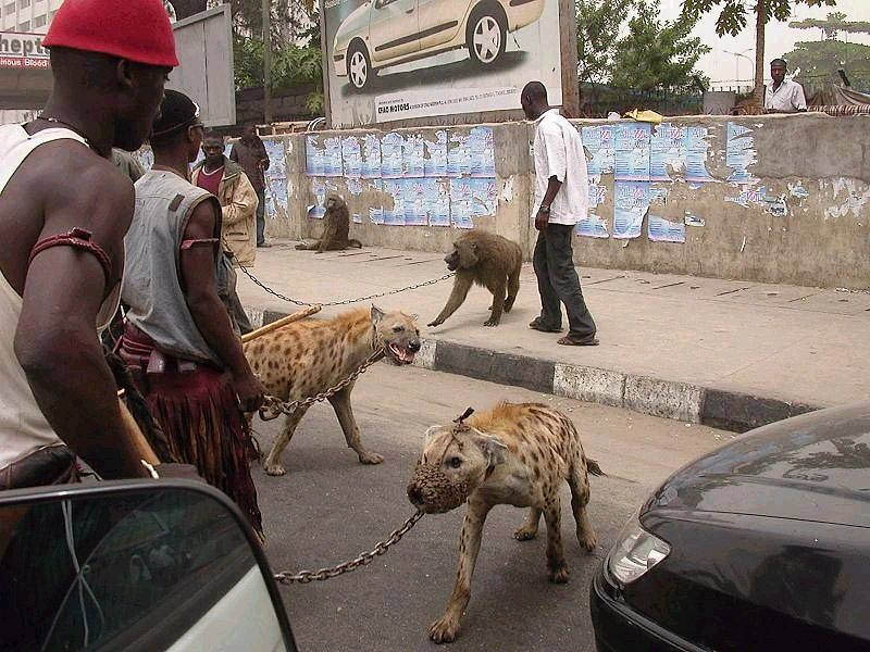 Nigerian Hyena Handlers