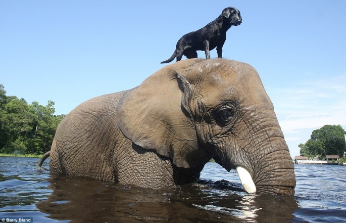 Elephant and Black Lab BFF