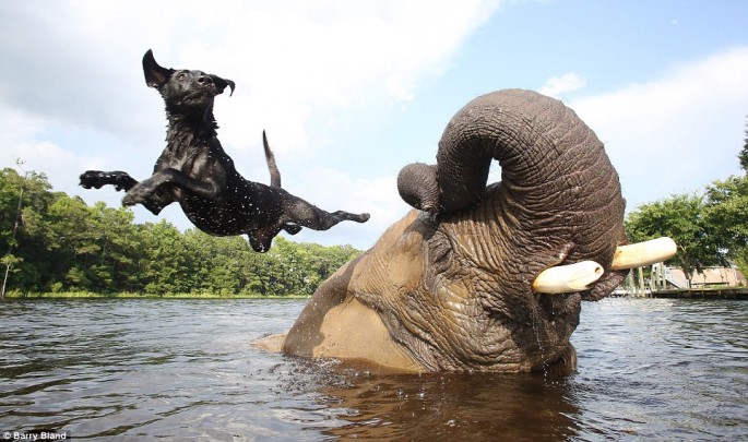 Elephant and Black Lab BFF