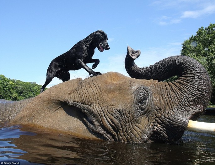 Elephant and Black Lab BFF