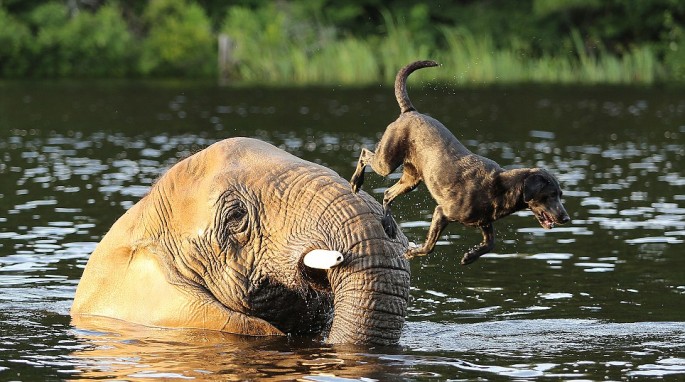 Elephant and Black Lab BFF