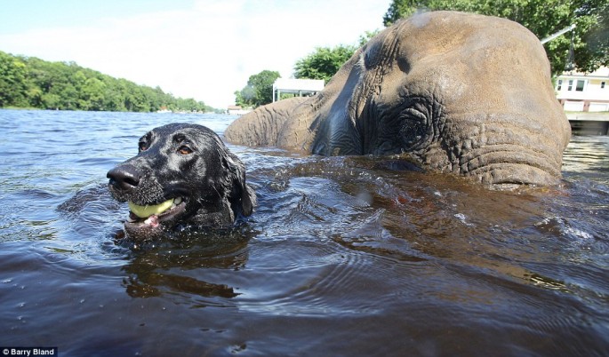 Elephant and Black Lab BFF