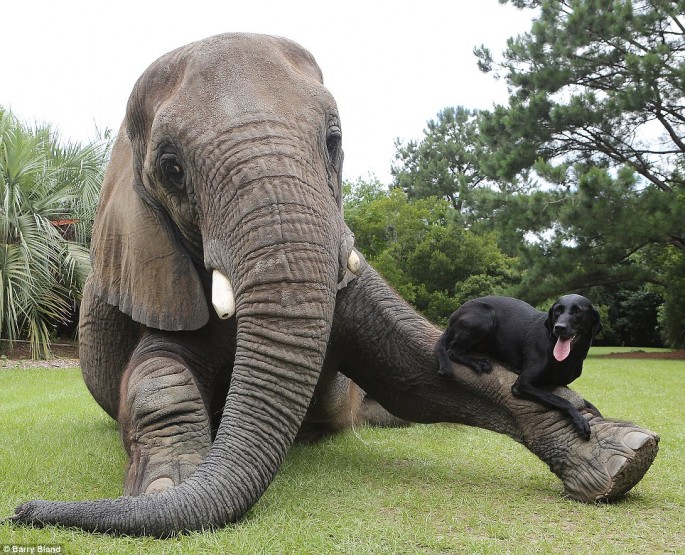 Elephant and Black Lab BFF