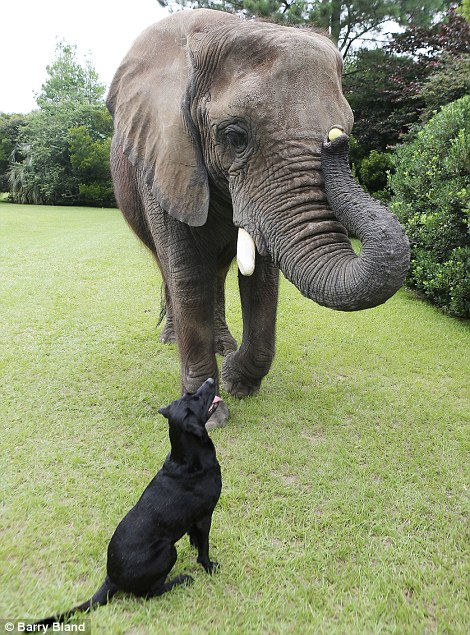 Elephant and Black Lab BFF