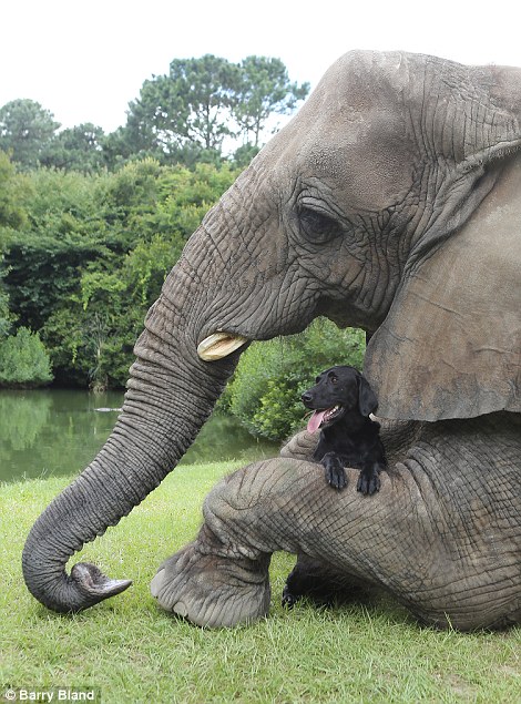 Elephant and Black Lab BFF