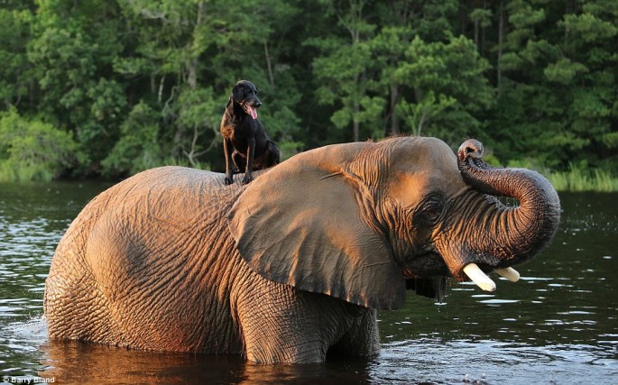 Elephant and Black Lab BFF