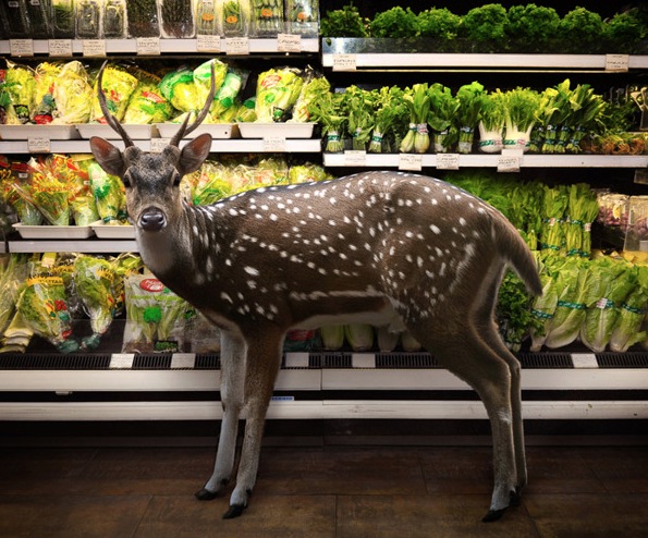 Wild Animals In Grocery Stores