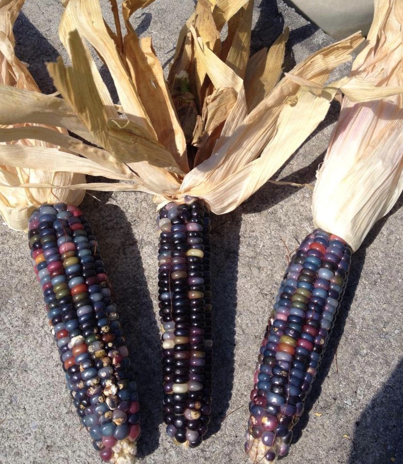 Breeding Corn That Looks Like Jelly Beans.
