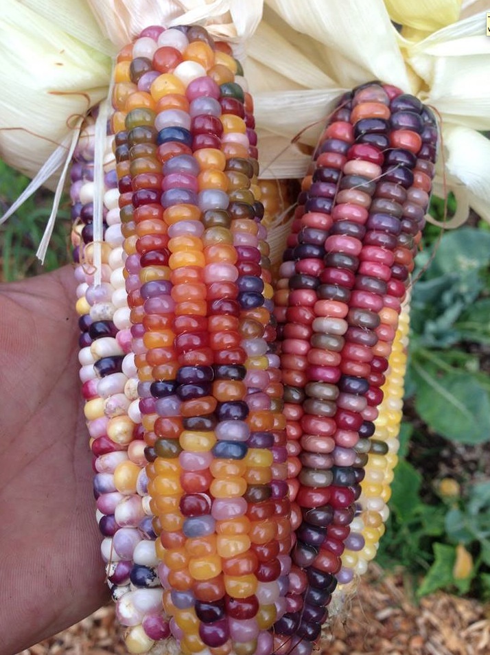 Breeding Corn That Looks Like Jelly Beans.