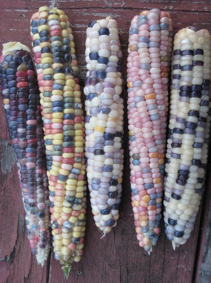 Breeding Corn That Looks Like Jelly Beans.