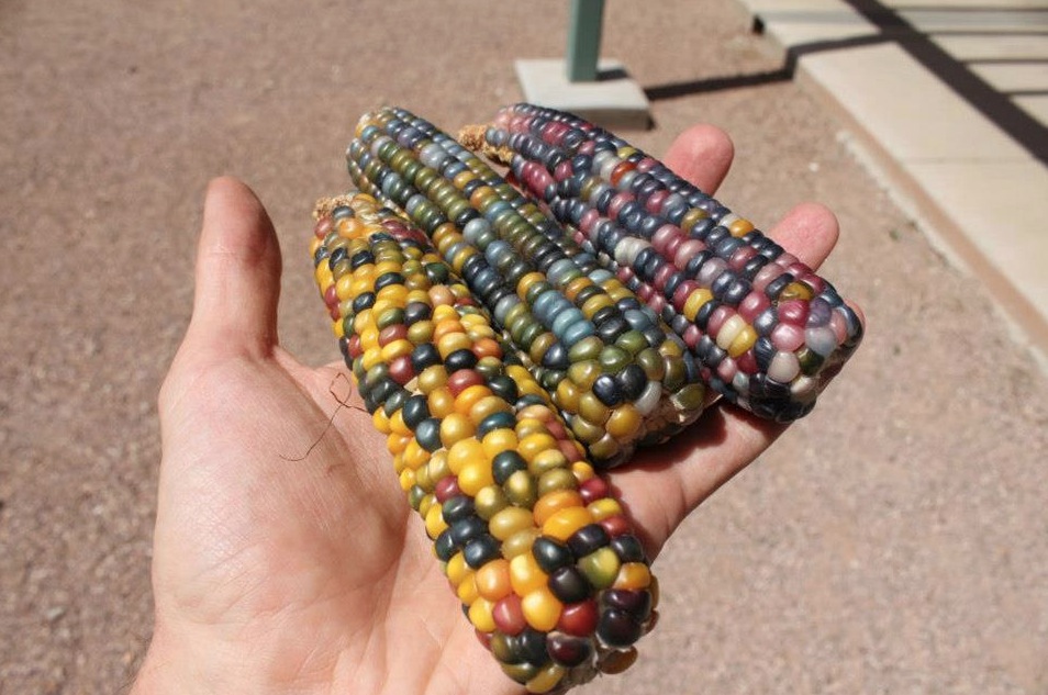 Breeding Corn That Looks Like Jelly Beans.
