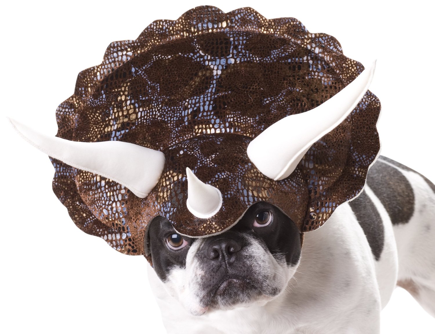 Dogs In Ridiculous Halloween Costumes. How Shameful!