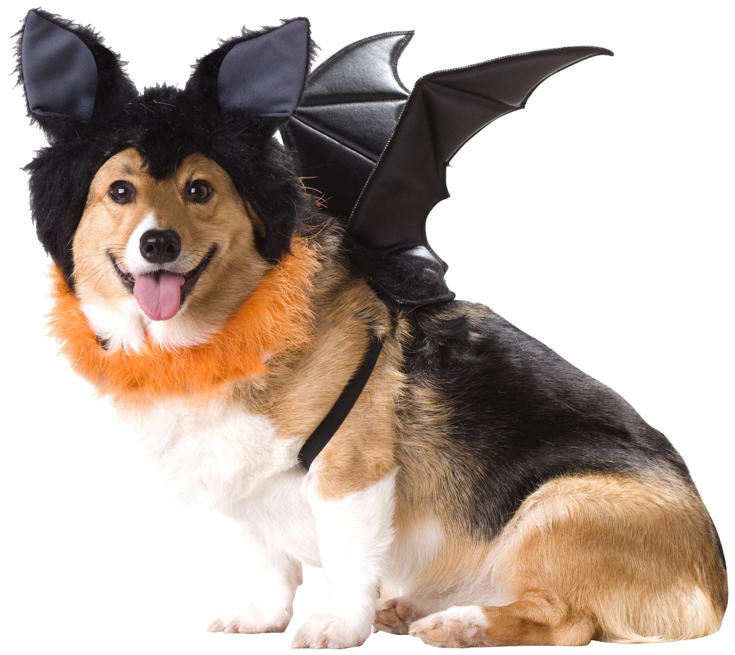 Dogs In Ridiculous Halloween Costumes. How Shameful!