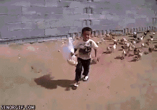 GIFS Of Animals Expressing No Mercy For Kids
