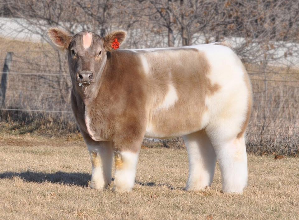 and then the fluffiest cow