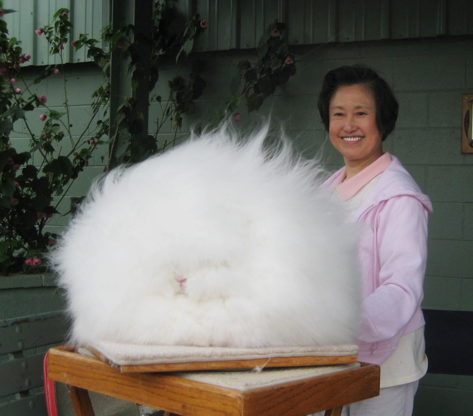 The fluffiest rabbit I have ever seen