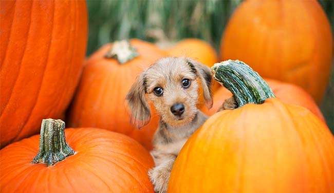 I'm so cute hiding in the pumpkins!