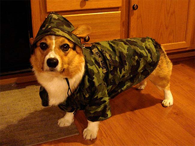 Private Fido reporting for duty, Sir!