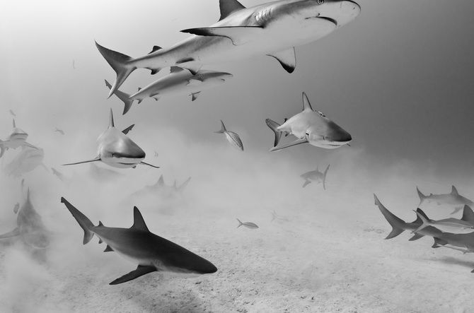 A Collection Of Incredible Underwater Imagery