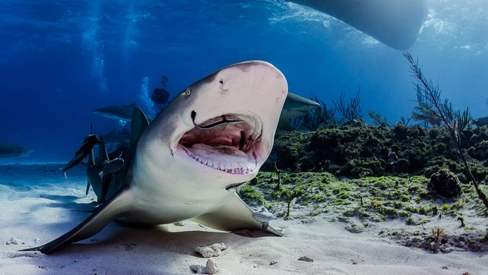 A Collection Of Incredible Underwater Imagery