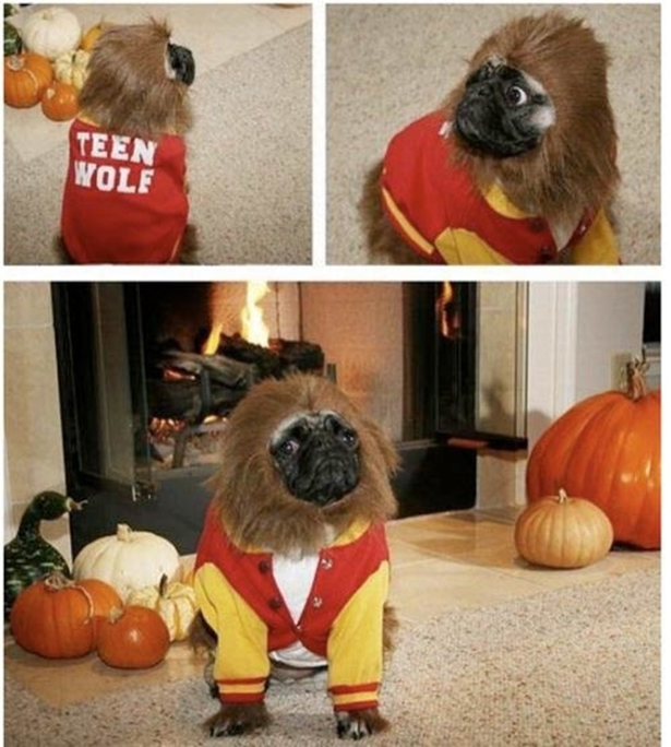Halloween Pugs!