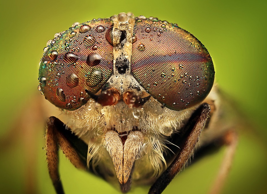 I'm Buggin' Out! Insect Macro Photography