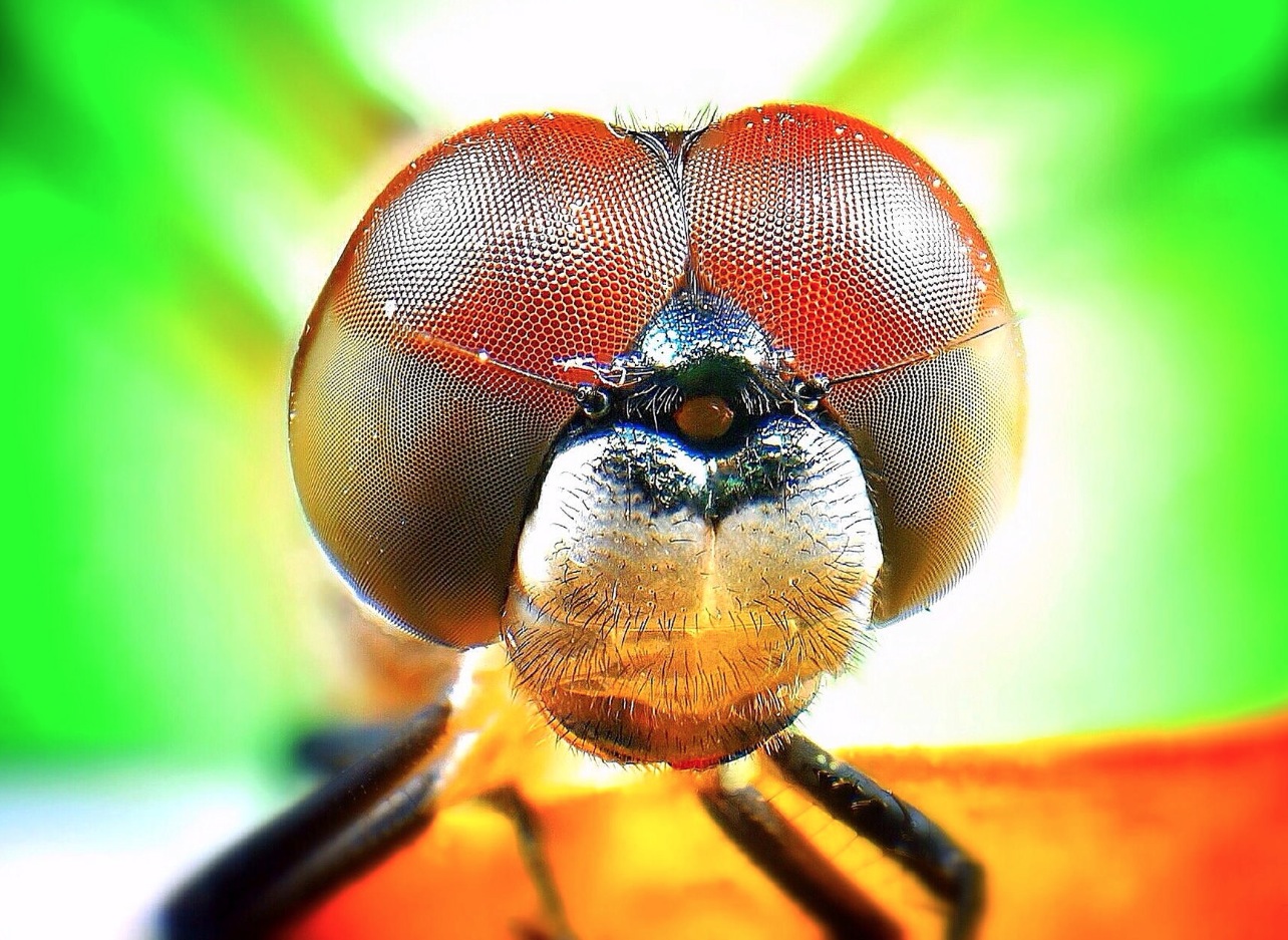 I'm Buggin' Out! Insect Macro Photography